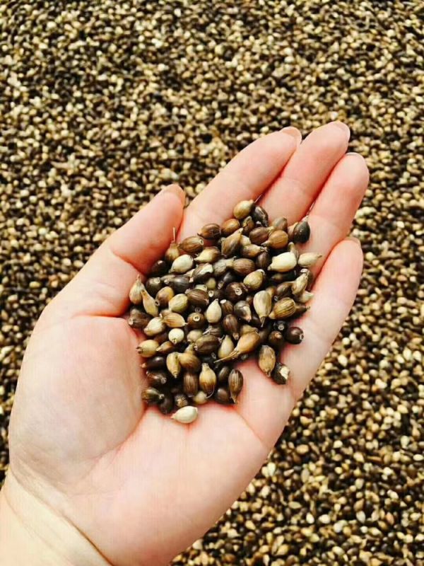 服藥期間可以飲用“懷府薏康堂”系列茶飲嗎？