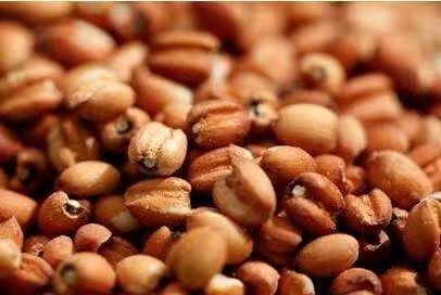 “懷府薏康堂”為什么不做薏米粉？