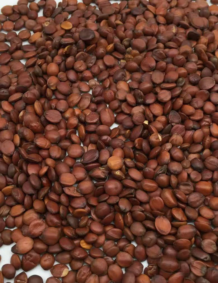 藥食兩用之品-酸棗仁